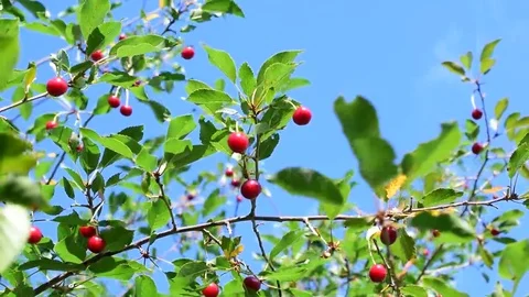 Cherry tree branch with red berries Stock Footage 69115669