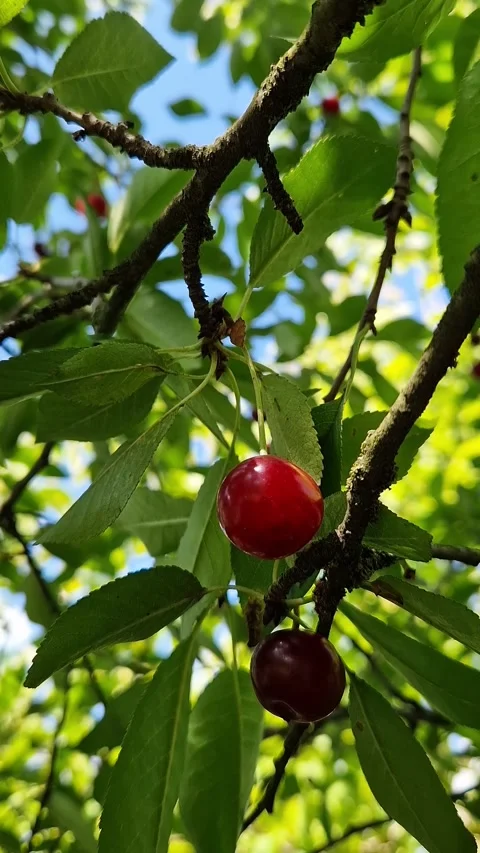Cherry tree branch with red ripe berries 動画素材 340417720