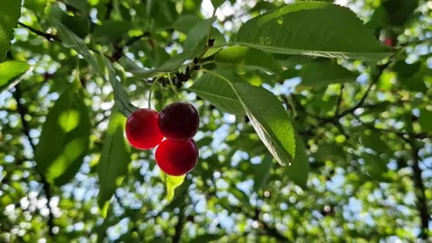Cherry tree branch with red ripe berries Stock Footage 340417818