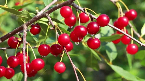 Cherry tree branch with red wet fresh berries lockdown Stock Footage 65656908