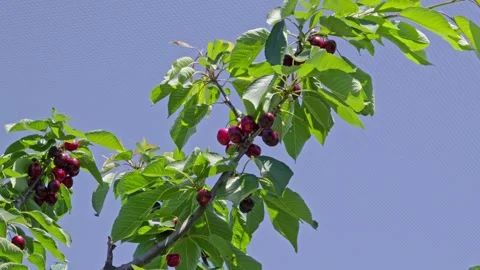 Cherry Tree Branch with Ripe Fruit and Leaves Moving in Wind Video stock 327948165