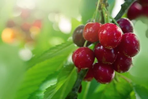 Cherry tree branch with ripe large fruits . Stock Photos