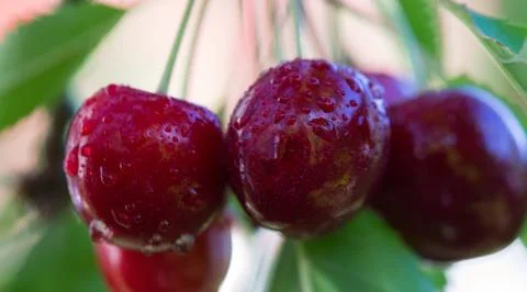 Cherry tree branch with ripe large fruits . Stock Photos