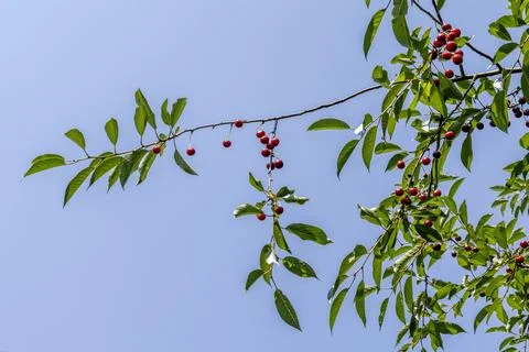 Cherry tree branch with ripe red fruit berries foliage sky Stock Photos