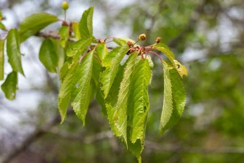 Cherry tree branch showing developing fruit in spring Stock Photos