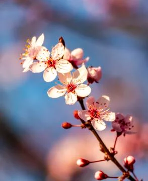 A cherry tree branch with some flowers Stock Photos