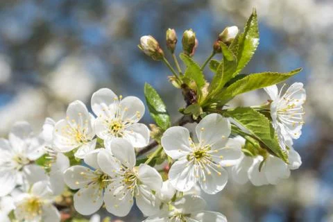 Cherry tree branch spring beautiful blossom close up Stock Photos