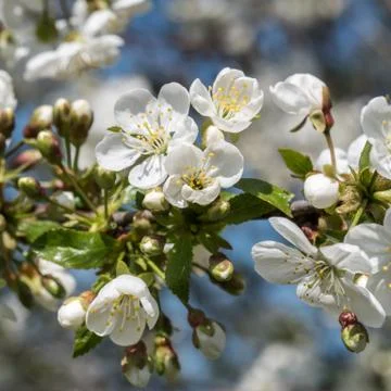 Cherry tree branch spring flowers close up Stock Photos