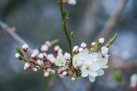 A cherry tree branch of springtime blooming white flowers. Prunus cerasus Stock Photos