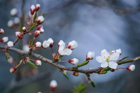 A cherry tree branch of springtime blooming white flowers. Prunus cerasus Stock Photos