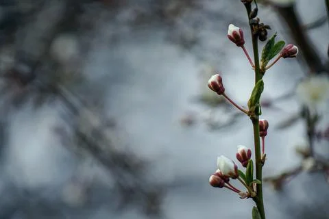 A cherry tree branch of springtime blooming white flowers. Prunus cerasus Stock Photos