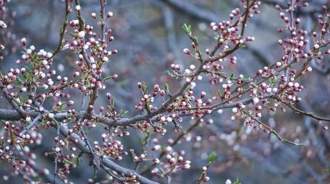 A cherry tree branch of springtime blooming white flowers. Prunus cerasus Stock Photos
