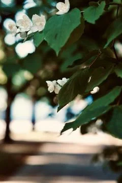 Cherry Tree Branch in Warm Light – Nature Close-Up Stock Photos