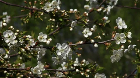 Cherry tree branch with white blossom buds, active waving on spring wind. Stock Footage 49497020