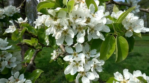 Cherry Tree Branch with white Blossoms in Spring Stock Footage 129268184
