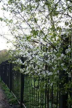 Cherry tree branch with white flowers Stock Photos