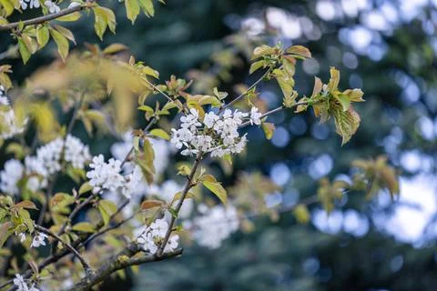 Cherry tree branch with white spring blossoms and emerging leaves Stock Photos
