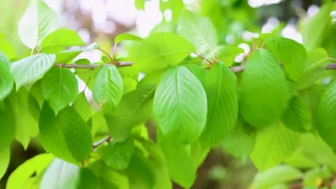 Cherry tree branch with young leaves and forming fruit Stock Footage 335488253