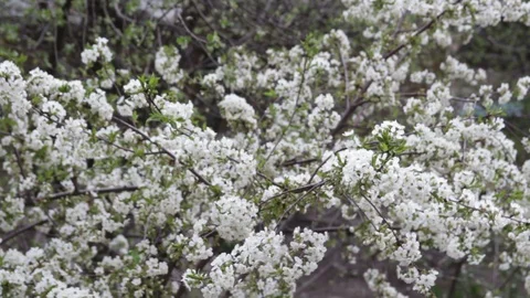Cherry tree branches against popping up colorful words May Stock Footage 129295793