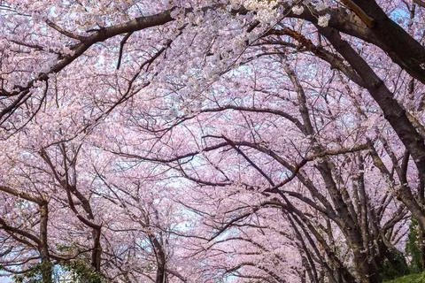 Cherry tree branches and cherry blossoms bloom in spring in South Korea. Stock Photos