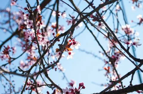 Cherry tree branches background, copy space, blue sky Stock Photos