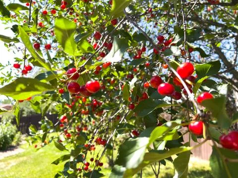 Cherry Tree Branches in Backyard Garden Stock Photos