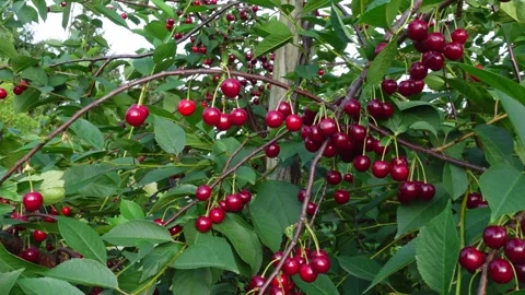Cherry tree branches bending under the weight of the fruit. Video stock 158940834
