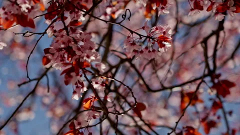 Cherry tree branches blooming with delicate pink flowers Stock Footage 335384568