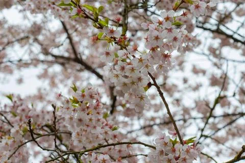 Cherry tree branches blooming with delicate pink sakura flowers Stock Photos