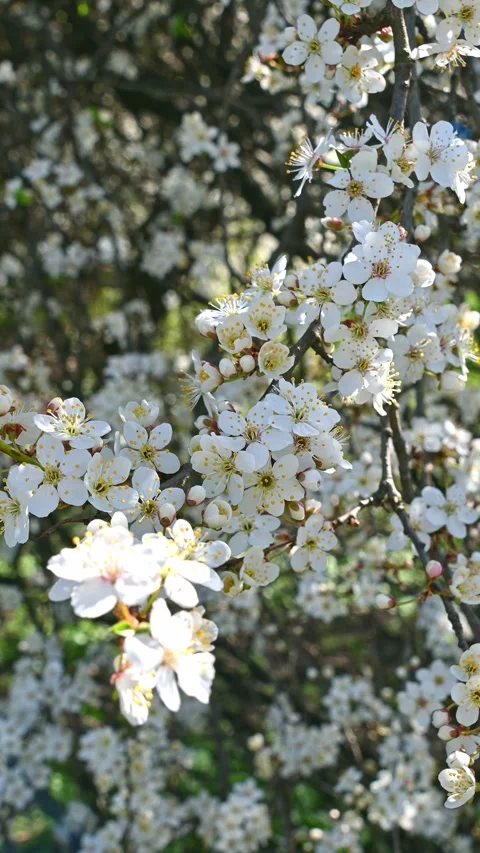 Cherry tree branches blooming with white flowers in garden Stock Footage 331527910