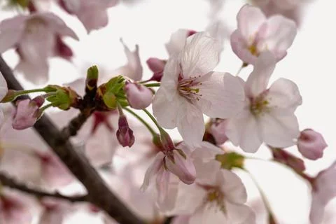 Cherry tree branches in blossom Stock Photos