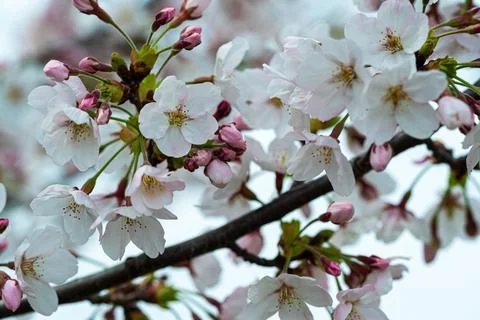 Cherry tree branches in blossom Stock Photos