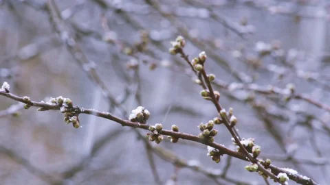 Cherry tree branches with buds in fruit garden at snowfall Stock Footage 129295613