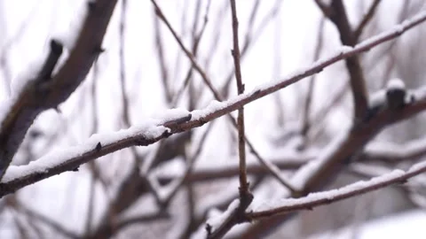 Cherry tree branches covered with a layer of white snow against a blurry Stock Footage 327791238