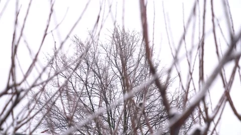 Cherry tree branches creating a pattern against a bright, slightly overcast Stock Footage 327791259