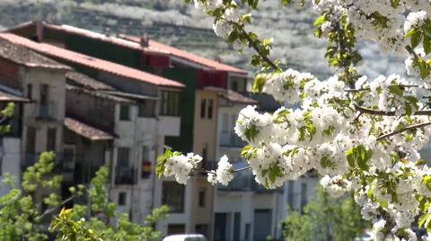 Cherry tree branches with flowers in front of houses on background Stock Footage 49056632