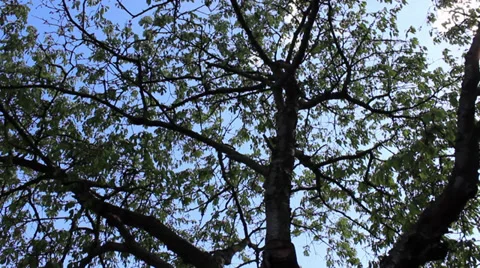 Cherry Tree Branches Stock Footage 36217822