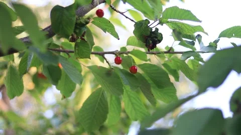 Cherry tree branches footage, close up from down to up Stock Footage 135967559