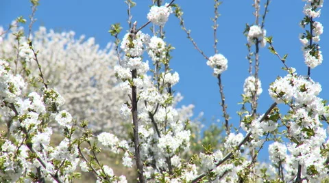 Cherry tree branches full of flowers move gently in the breeze Stock Footage 49059453