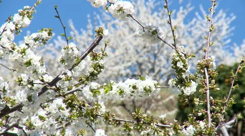 Cherry tree branches full of flowers move gently in the breeze Stock Footage 49059457