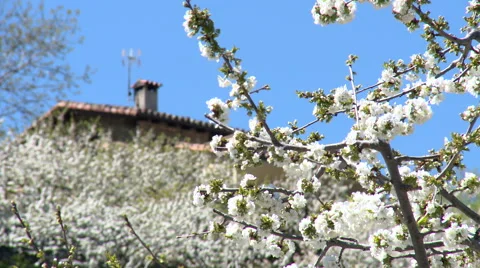 Cherry tree branches full of flowers move gently, house in background Stock Footage 49059526