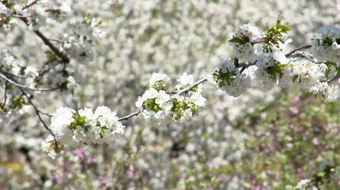 Cherry tree branches full of flowers move gently Stock Footage 49059535
