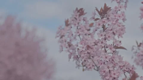 Cherry tree branches full of pink blossoms Stock Footage 306260641