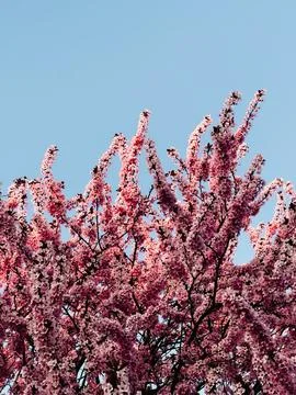 Cherry tree branches full of pink flowers are standing out against clear blue Stock Photos