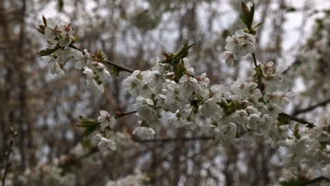Cherry tree branches full of white flowers blooming against a soft background Stock-Footage 333505401