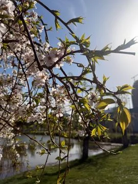 Cherry tree branches with green leaves and white blossoms in sunlight Foto stock
