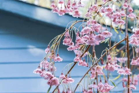 Cherry tree branches hanging down towards the ground covered in many light pink Stock Photos