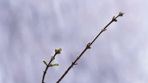 Cherry tree branches with leaves freeze under falling snow Stock Footage 135371747