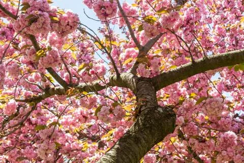 Cherry Tree Branches Stock Photos