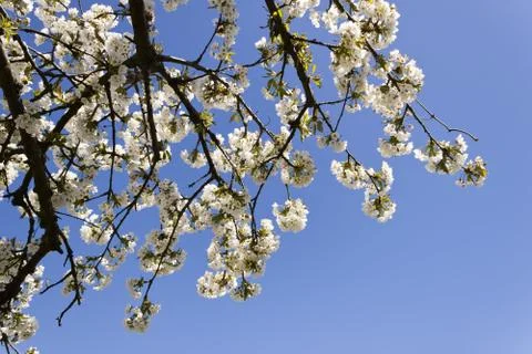 Cherry-tree branches Stock Photos